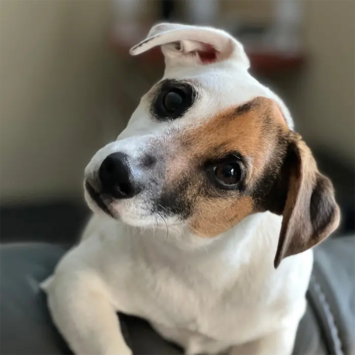 Milo Director of Barketing
