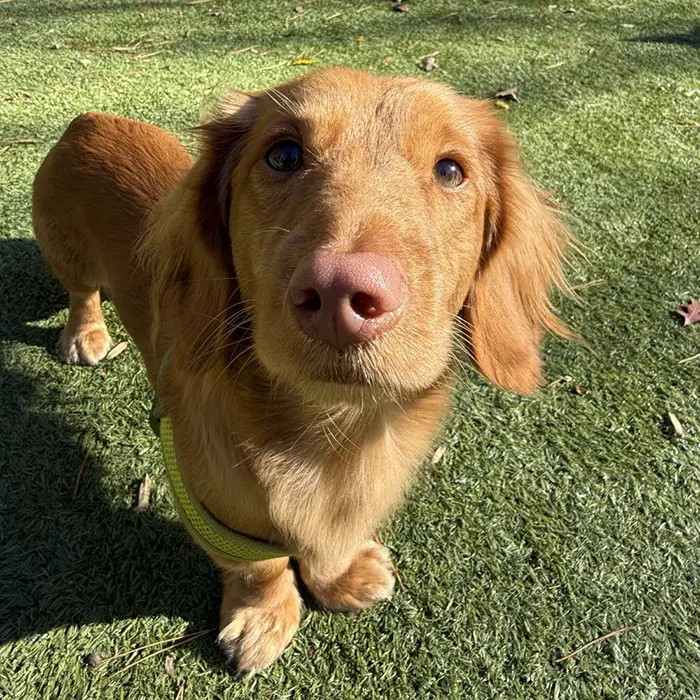 Moose Assistant to the Pawduction Manager