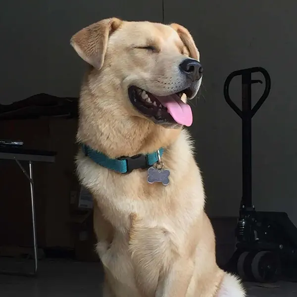 River Junior Pawject Manager