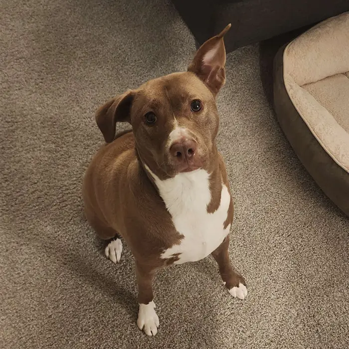 Zoe Assistant to the Pawject Consultant