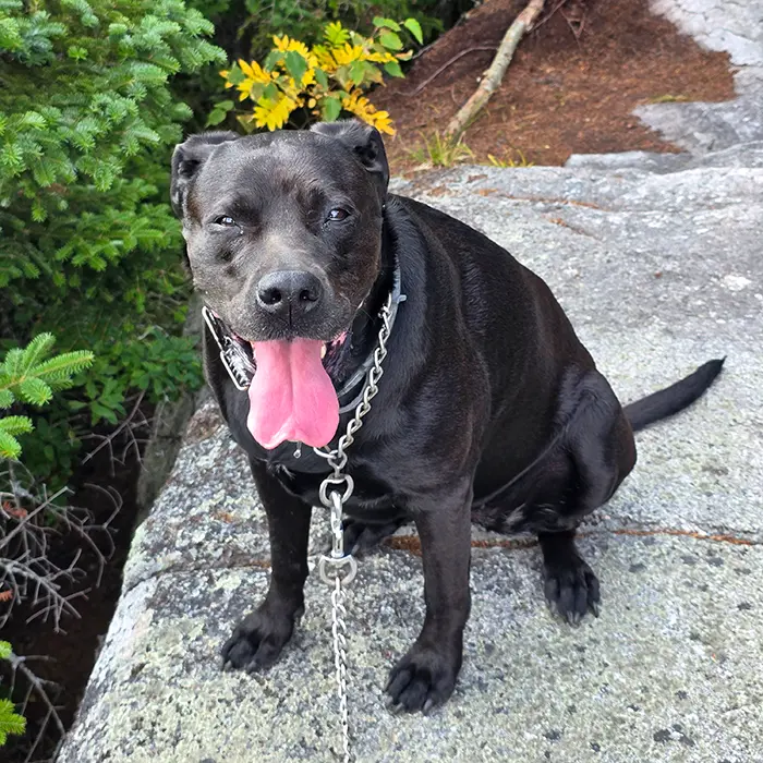 River, a dog